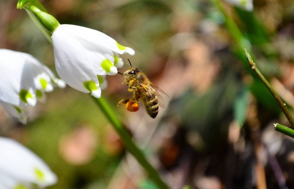 Märzenbecher mit einer Biene