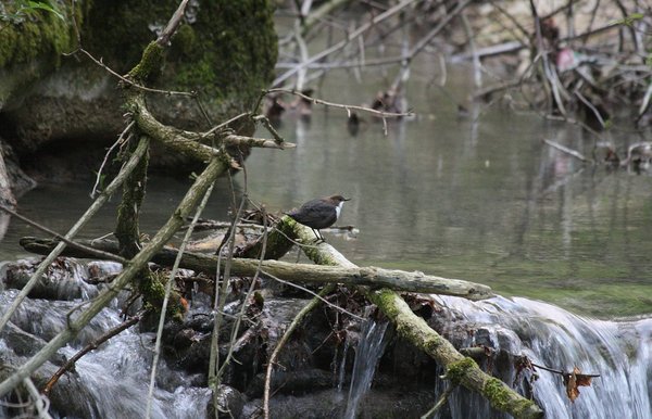 Wasseramsel am Wasser