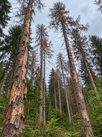 Borkenkäferbefall in der Kernzone im Gemeindewald Zwiefalten; Fotografie: Kreisforstamt Reutlingen.