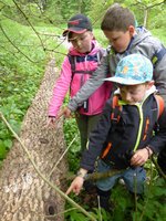 Kinder stehen im Wald an einem umgefallenen Baumstamm und untersuchen ihn