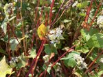 Biene auf einer Buchweizenblüte 