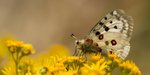 Roter Apollofalter auf gelben Blüten