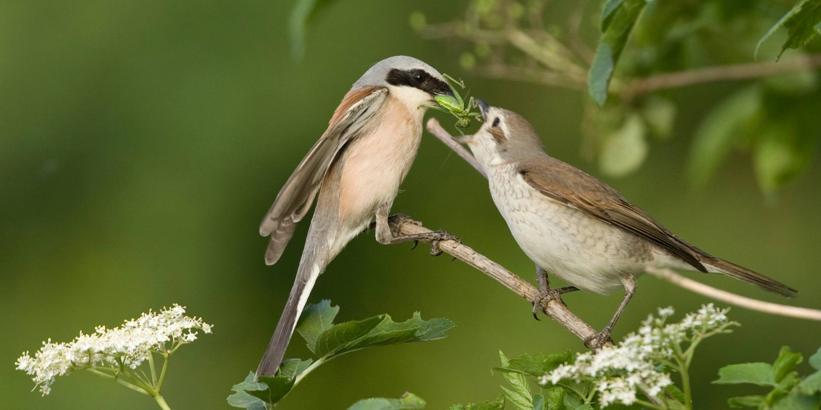Neuntöter beim Füttern