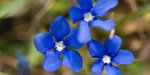 Blaue Blüten des Frühlingsenzian