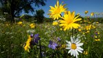 Blumenwiese mit verschiedenen Wildblumen