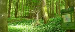 Waldabschnitt mit vielen Bärlauchpflanzen zwischen den Bäumen