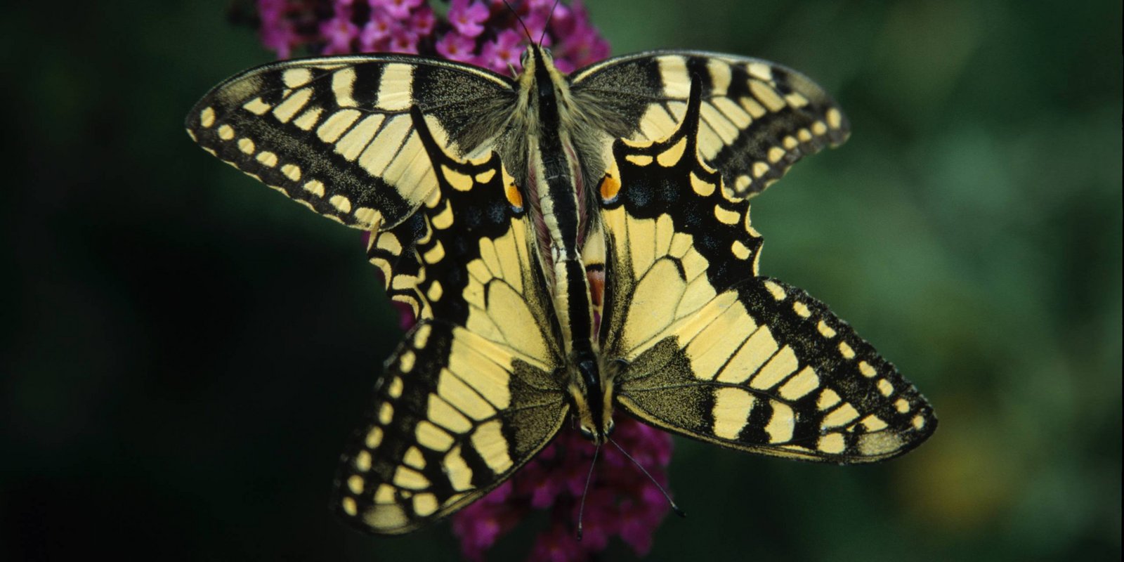 Schwalbenschwanz Schmetterling Schwalbenschwanz Schmetterling