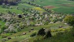 Streuobstwiesen an der Limburg