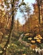 Schafherde unterwegs im Laubwald