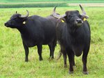 2 Albbüffel im Feld