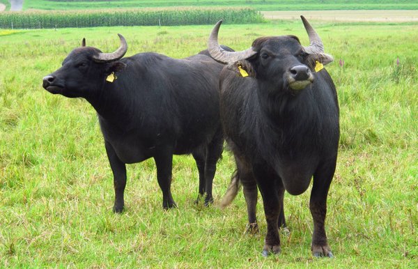 2 Albbüffel im Feld