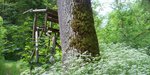 Ein Jägersitz steht neben einem großen Baum im Wald 