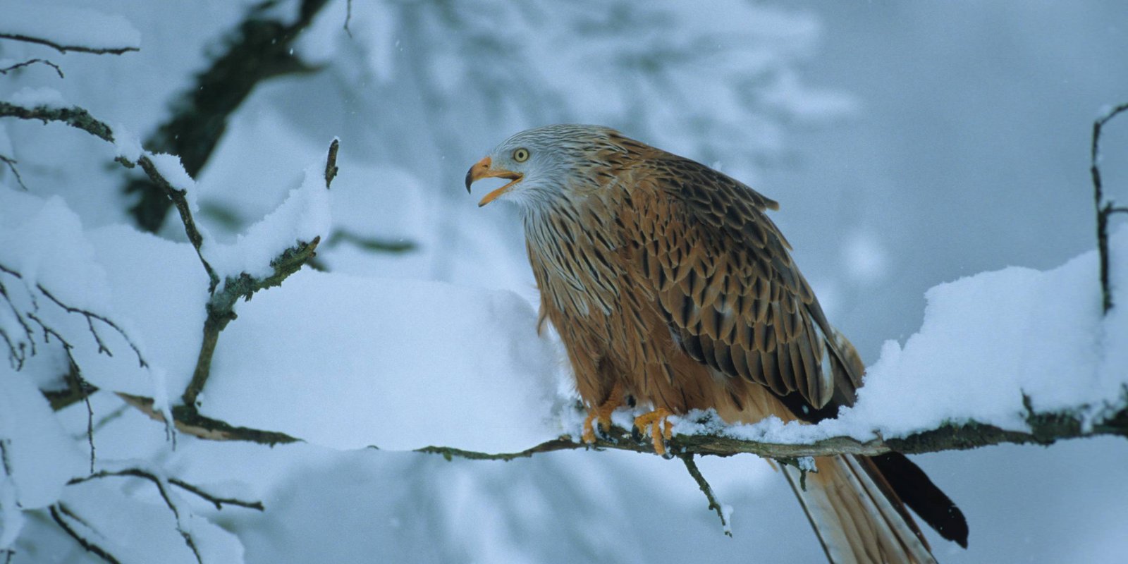 Rotmilan im Schnee Rotmilan im Schnee