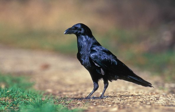 Kolkrabe