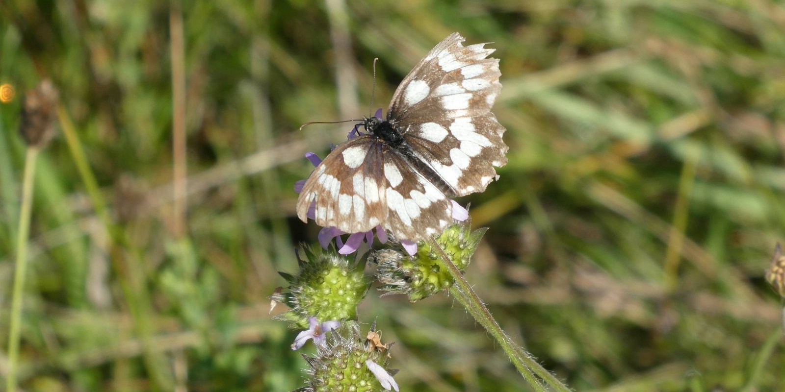 Schachbrettfalter mit geöffneten Flügeln Schachbrettfalter mit geöffneten Flügeln