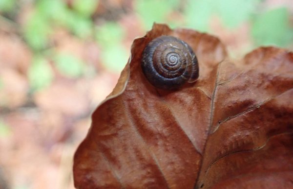 Blatt mit Schnecke