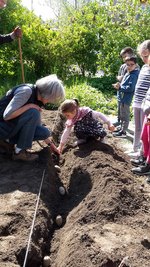 Kinder und Lehrer bepflanzen den Schulkartoffelacker