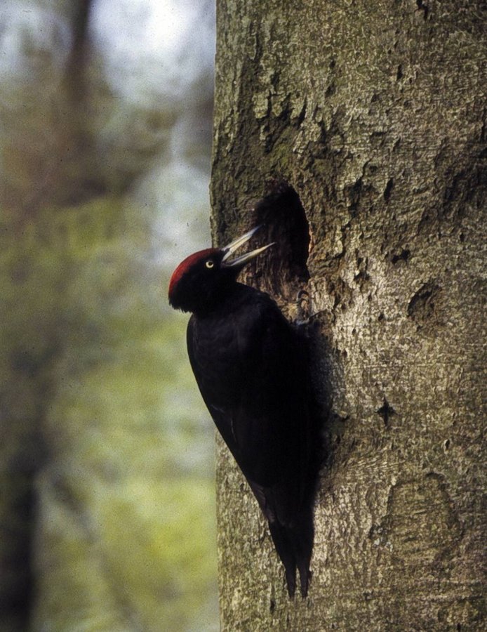 Schwarzspecht-Männchen am Baum