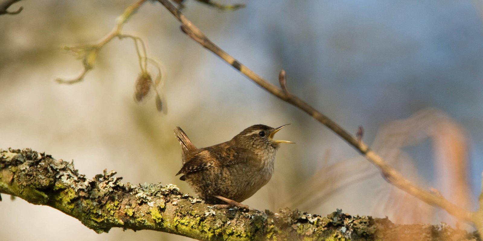 Zaunkönig auf einem Ast
