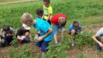 Kinder unterwegs im Feld beim Sammeln von Kartoffelkäfern