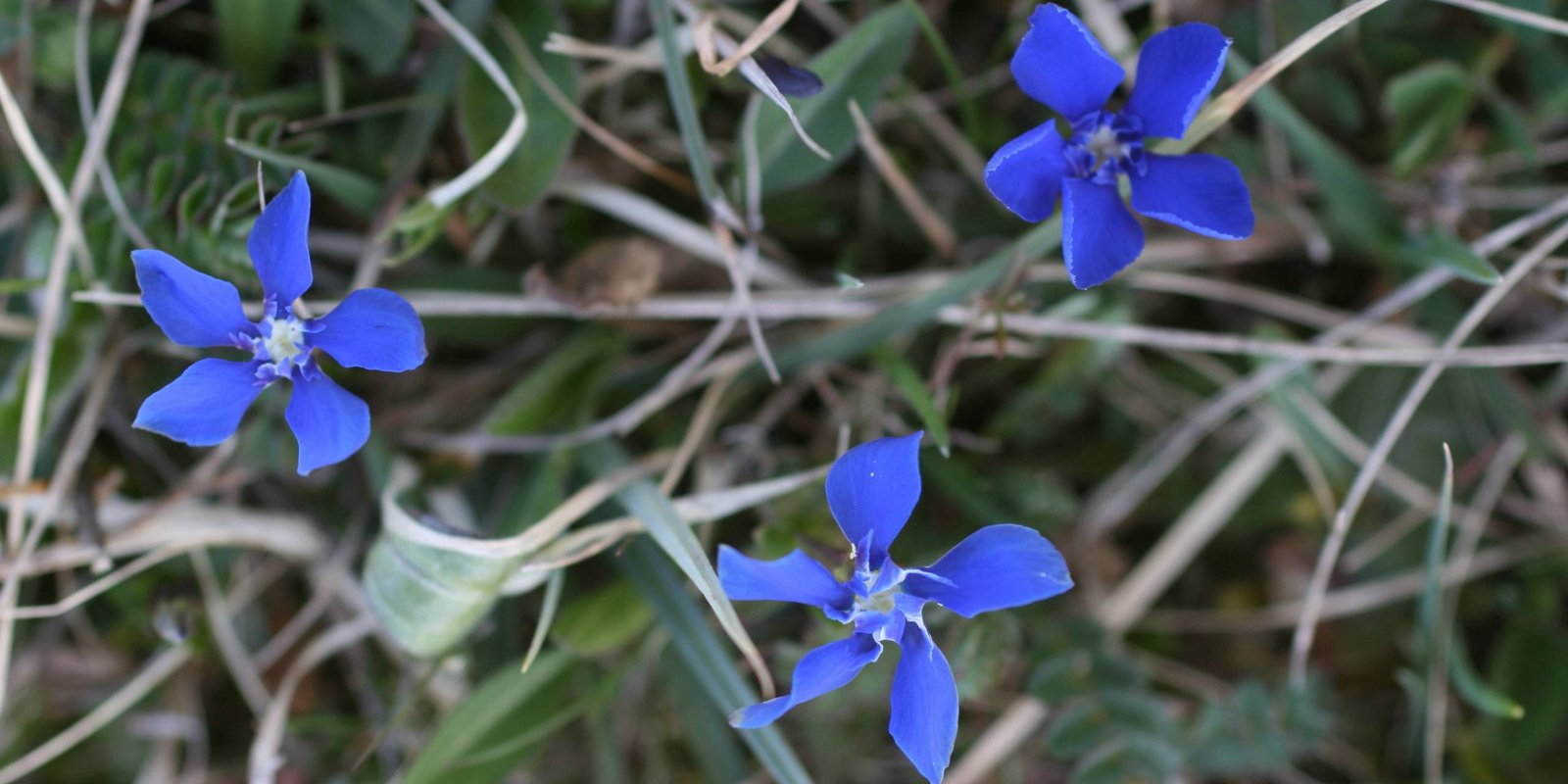 Frühlingsenzianblüten Frühlingsenzian
