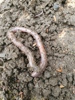 Regenwurm im Boden