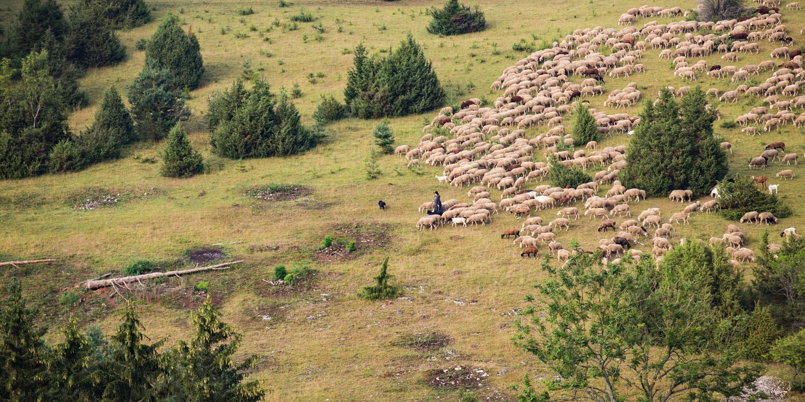 Schafe auf der Heide