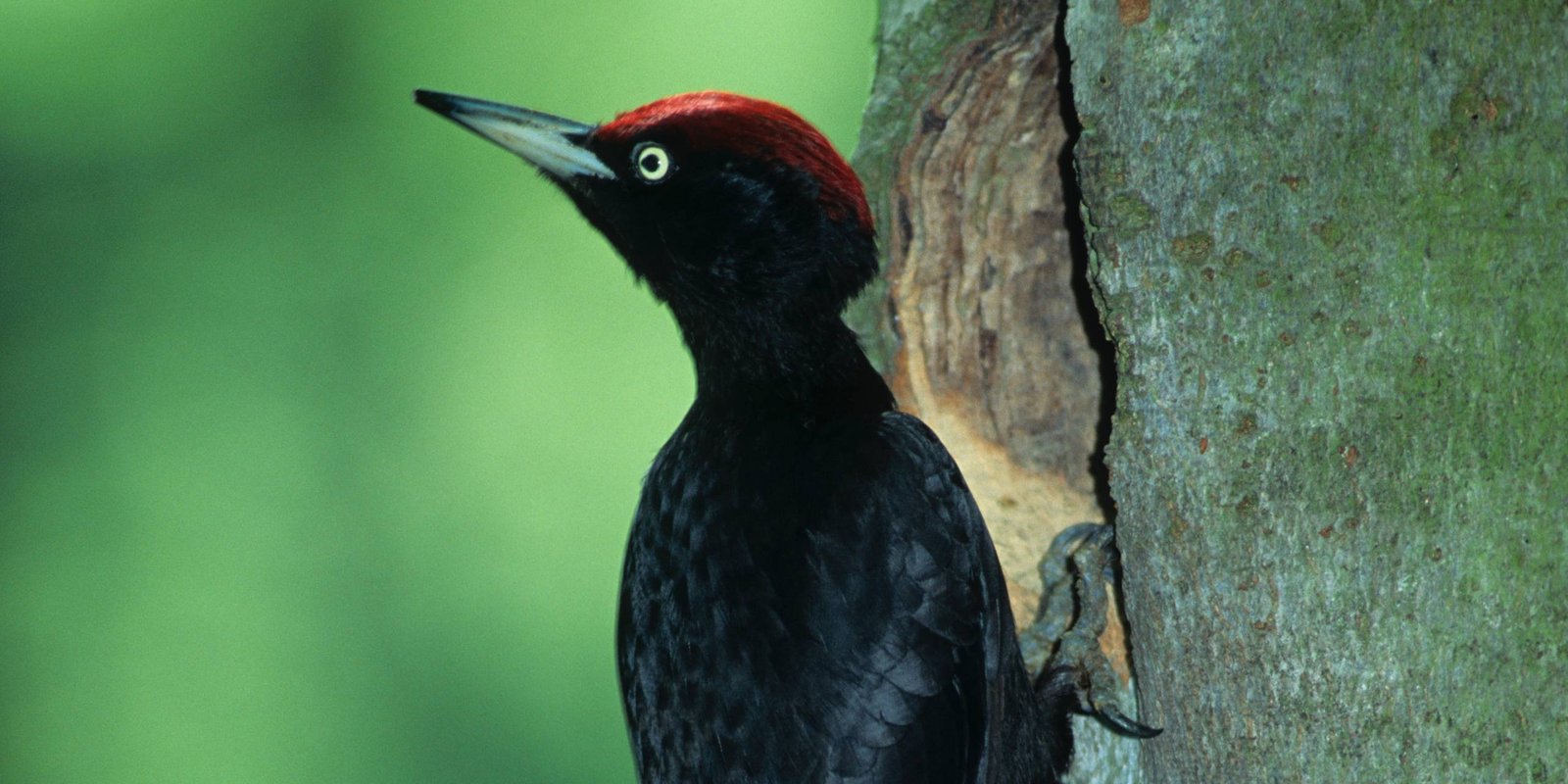 Der Schwarzspecht sitzt an einem Baumstamm