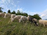 Schafe auf der Weide