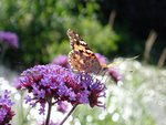 Ein Schmetterling auf einer Blume