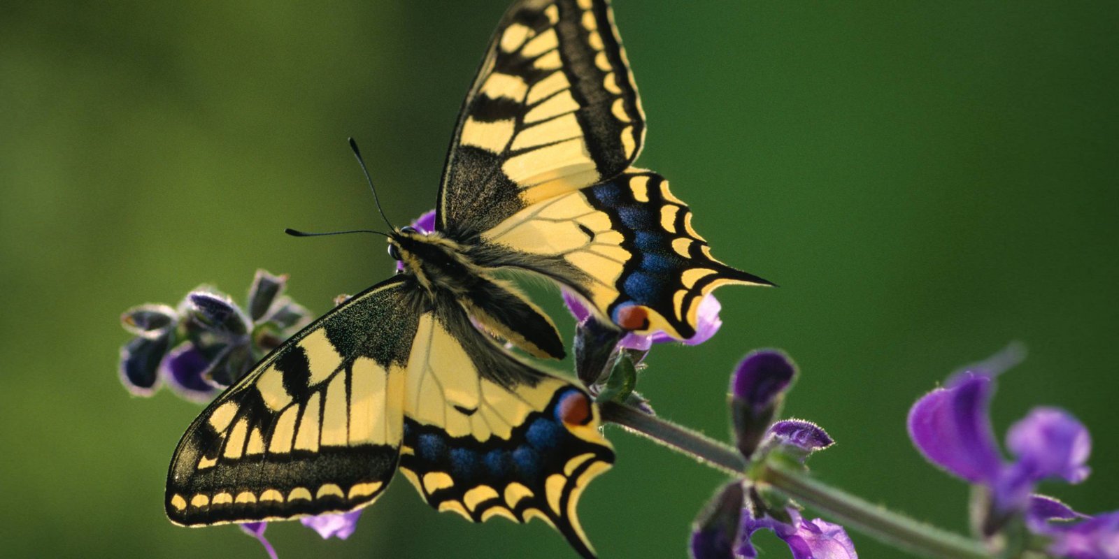 Schwalbenschwanz auf lila Blüte Schwalbenschwanz