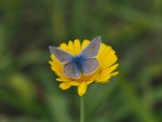 Auch der Hauhechel-Bläuling profitiert von insektenfördernden Maßnahmen © Florian Lauer