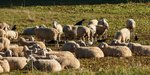 Kolkraben sitzen auf den Rücken der Schafe in einer Herde