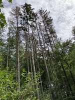 Borkenkäferbefall in der Kernzone im Gemeindewald Engstingen