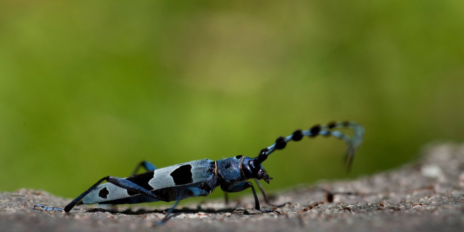 Alpenbock Käfer Alpenbock Käfer