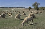 Schafe grasen auf Schießbahn