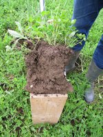 Spatenprobe - Bodenprofil