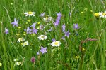 Blumenwiese im Biosphärengebiet Schwäbische Alb