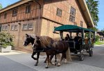Ferienfahrten: Mit dem Planwagen das Gestütsareal entdecken (Foto: Gille-Eberhardt)