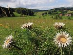Silberdistel auf einer Wiese