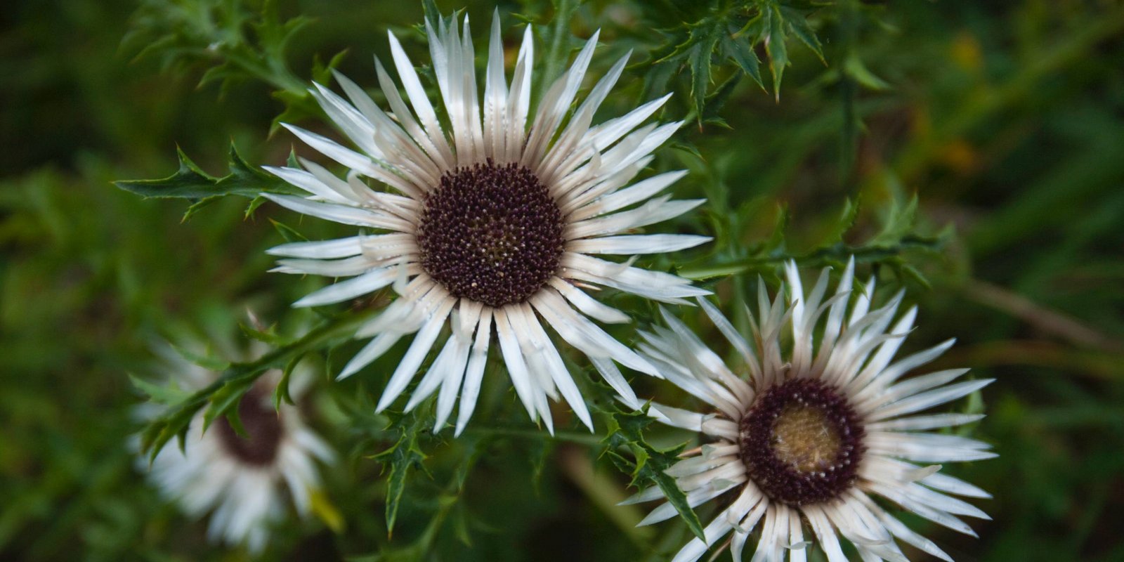 Silberdistel Blüten