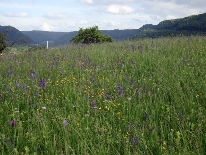 Blumenwiese in der Meisterschaft 2025, Foto: R. Oppermann