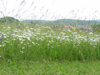 Blumenwiese in der Meisterschaft 2025, Foto: R. Oppermann