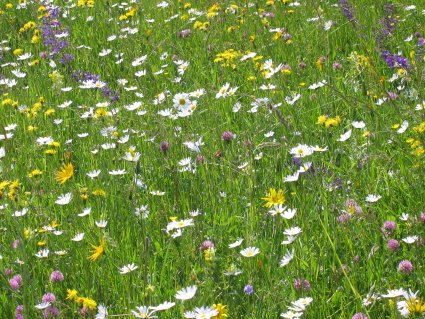 Blumenwiese in der Meisterschaft 2025, Foto: R. Oppermann