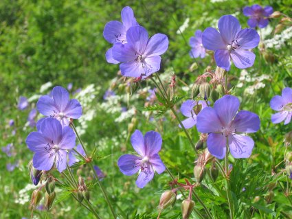 Blumenwiese in der Meisterschaft 2025, Foto: R. Oppermann