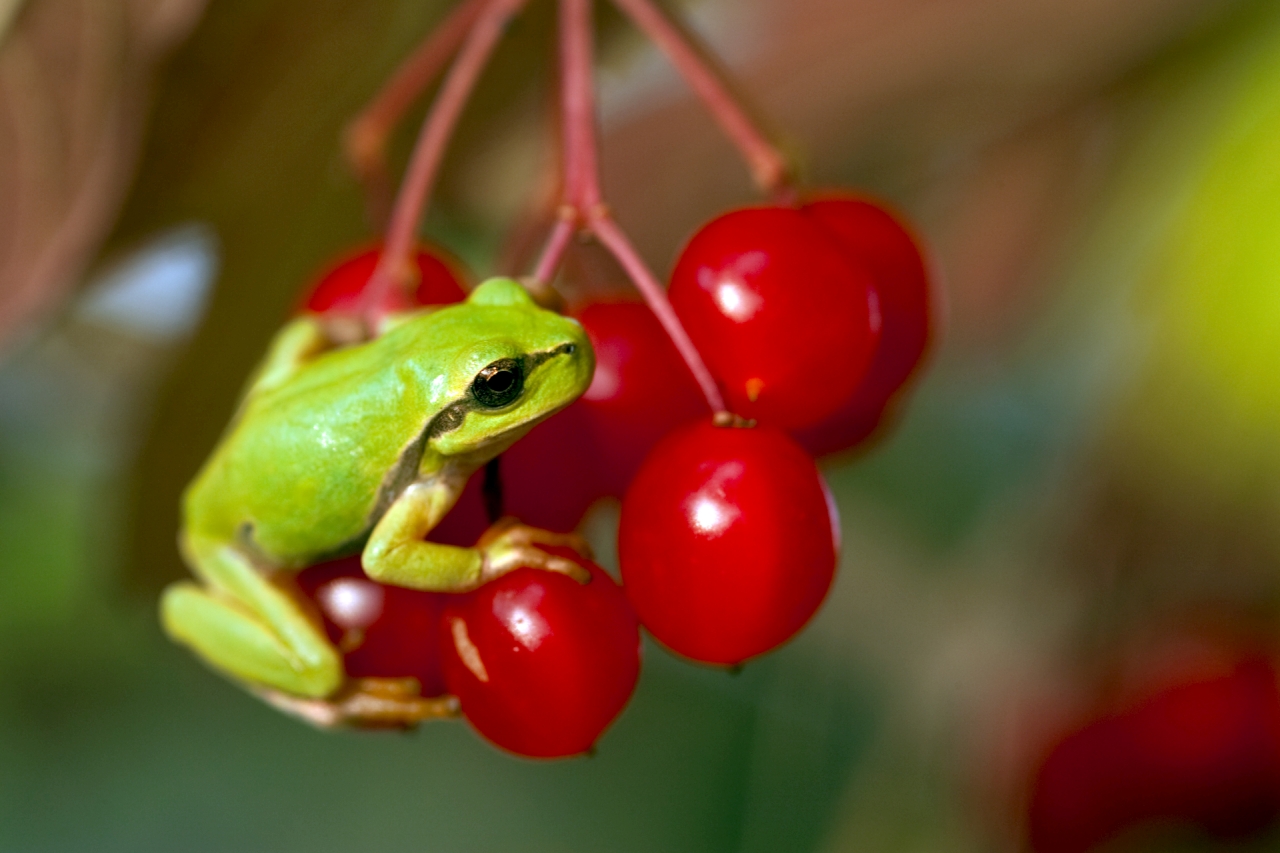 Laubfrosch auf Beere