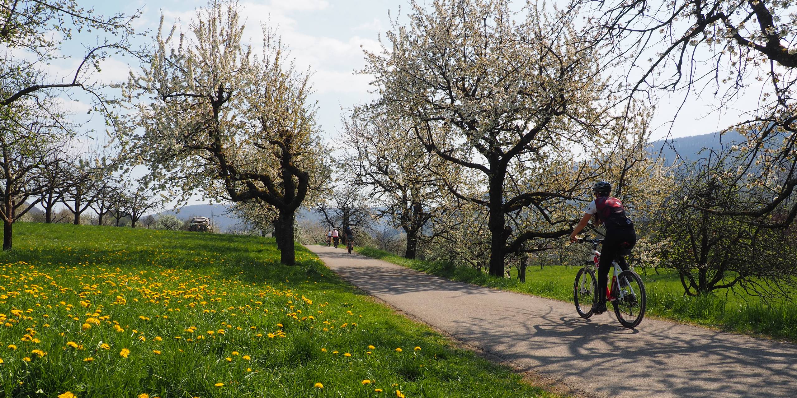 Radfahrer fahren auf einem Radweg zwischen blühenden Bäumen