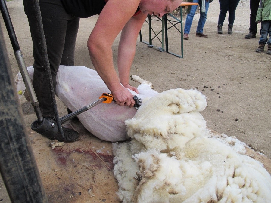 Schafscherer bei der Schafschur