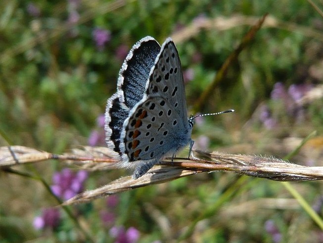 Graublaue Bläuling (Pseudophilotes baton) Graublaue Bläuling (Pseudophilotes baton)