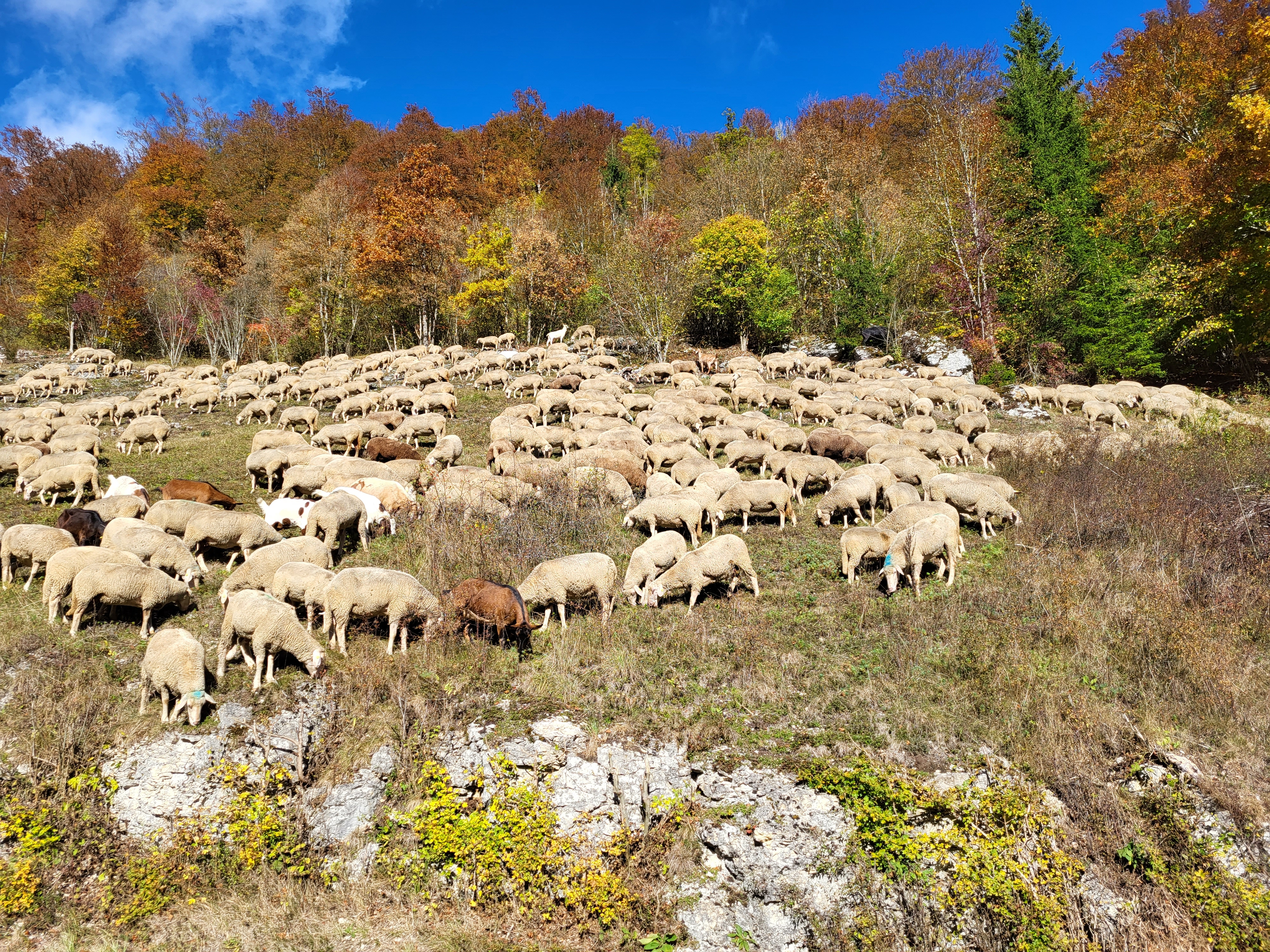 Schafherde auf einer Wacholderheide im Oberen Schmiechtal, Foto: Biosphärengebiet